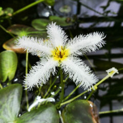 006 - im botanischen Garten